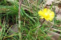 Tussilago farfara
