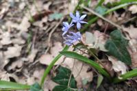 Scilla bifolia