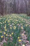 Narcissus pseudonarcissus