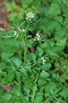 Cardamine flexuosa