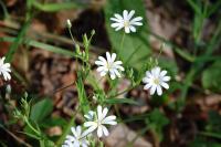Rabelera holostea