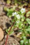 Stellaria media