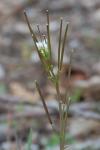 Cardamine hirsuta
