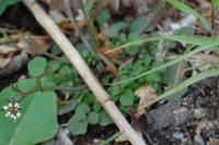 Cardamine hirsuta