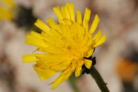 Picris hieracioides