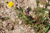 Picris hieracioides