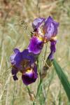 Iris germanica