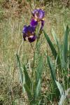 Iris germanica