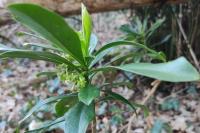 Daphne laureola