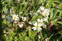 Draba verna