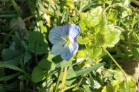 Veronica persica