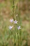 Campanula rapunculus