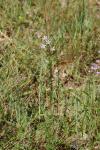 Campanula rapunculus