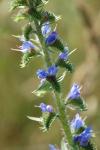 Echium vulgare