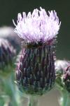 Cirsium arvense
