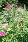 Cirsium arvense