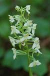 Platanthera chlorantha