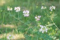 Coronilla varia