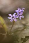 Scilla bifolia
