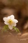 Anemone nemorosa