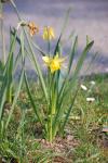 Narcissus