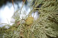 Sequoiadendron giganteum