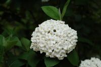 Viburnum x carlcephalum
