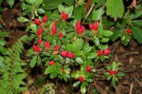Rhododendron japonicum