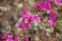 Rhododendron japonicum