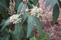 Viburnum rhytidophyllum