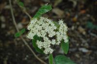 Viburnum rhytidophyllum