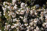 Erica cinerea