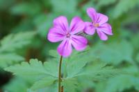 Geranium robertianum