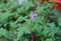 Geranium robertianum