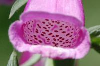 Digitalis purpurea