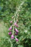 Digitalis purpurea