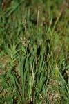 Plantago lanceolata