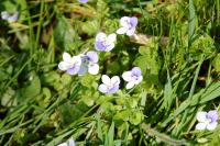 Veronica hederifolia