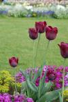 Tulipa