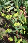 Euphorbia amygdaloides