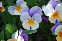 Viola cornuta