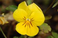 Viola cornuta