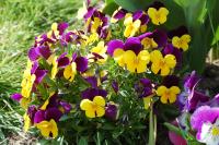 Viola cornuta