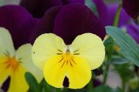 Viola cornuta