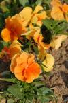 Viola cornuta