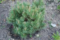 Pinus mugo