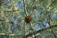 Pinus sylvestris