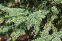 Cedrus atlantica