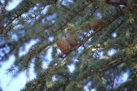 Cedrus atlantica