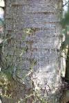 Cedrus atlantica